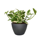 pothos n joy, pothos n joy care, pothos n joy light requirements, pothos n joy yellow leaves, pothos n joy plant, Epipremnum pinnatum 