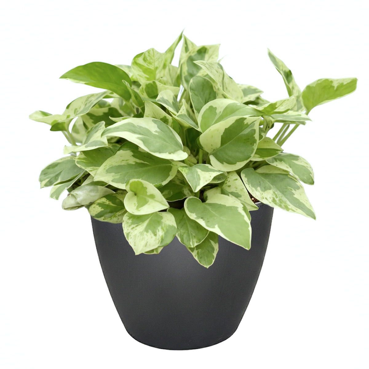 pothos n'joy live plant Pothos N'joy Live Houseplant