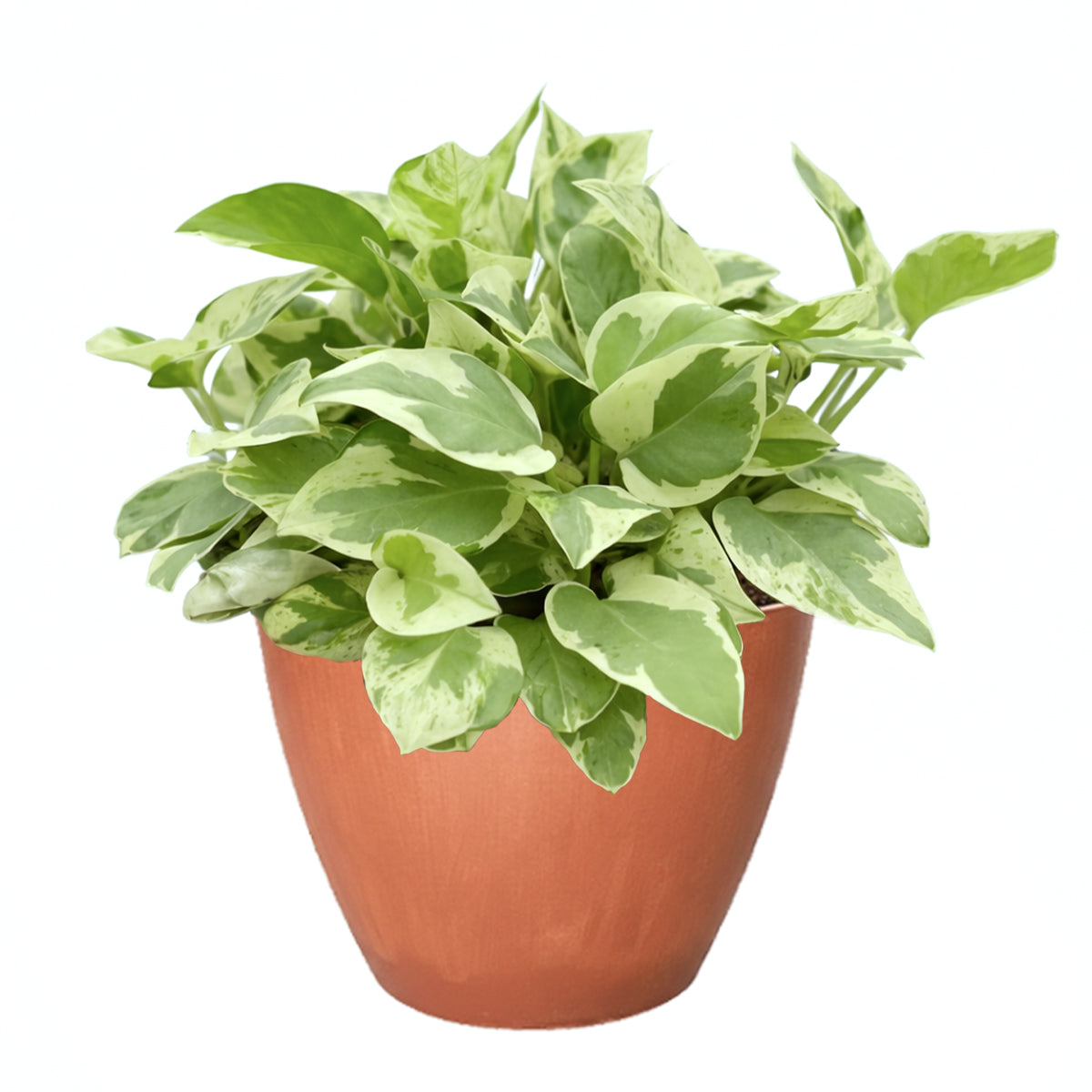 x pothos Pothos N'joy Live Houseplant