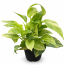 Neon Queen Pothos (Epipremnum) Rare Marbled Neon Variegation, Neon Marble Queen Pothos care, Air purifying plants for home office