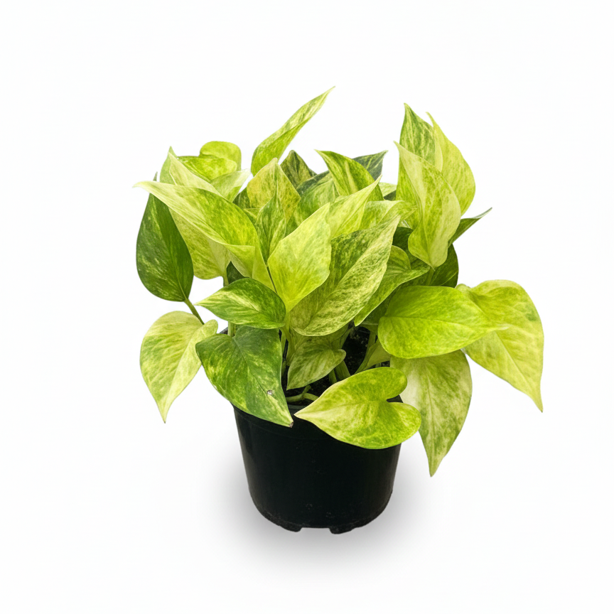 Pothos Neon Queen Lime green variegated houseplant for sale, Best trailing plants for bright light, fast-growing, hardy trailing plant for hanging baskets and beginners