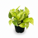Neon Queen Pothos (Epipremnum) Rare Marbled Neon Variegation, Neon Marble Queen Pothos care, Air purifying plants for home office