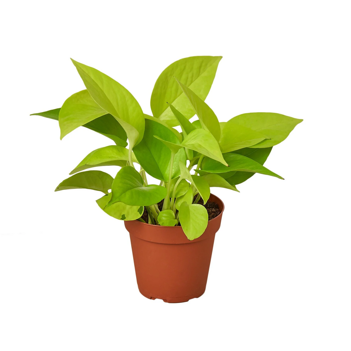 neon pothos, neon pothos care, neon pothos plant, neon pothos near me, epipremnum aureum neon, pothos plants, pothos plants for sale, pothos plants near me, Holiday houseplant decor ideas