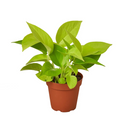 neon pothos, neon pothos care, neon pothos plant, neon pothos near me, epipremnum aureum neon, pothos plants, pothos plants for sale, pothos plants near me, Holiday houseplant decor ideas