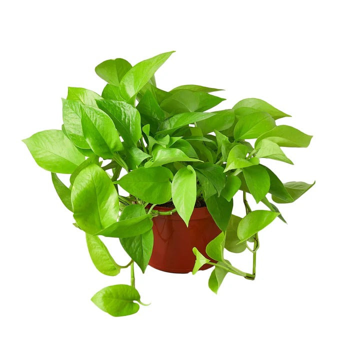 neon pothos, neon pothos care, neon pothos plant, neon pothos near me, epipremnum aureum neon, pothos plants, pothos plants for sale, pothos plants near me, Holiday houseplant decor ideas