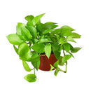 neon pothos, neon pothos care, neon pothos plant, neon pothos near me, epipremnum aureum neon, pothos plants, pothos plants for sale, pothos plants near me, Holiday houseplant decor ideas
