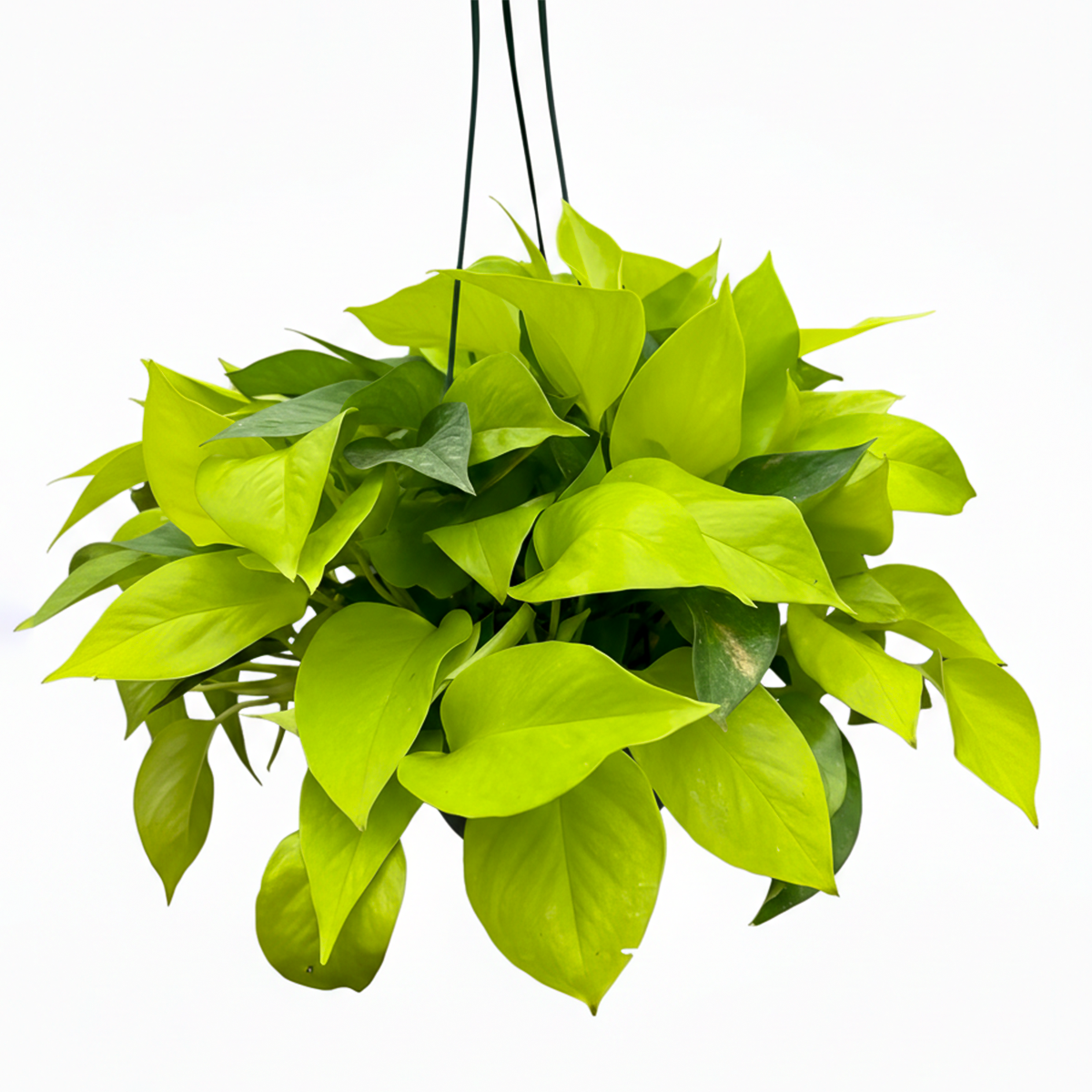 neon pothos, neon pothos care, neon pothos plant, neon pothos near me, epipremnum aureum neon, pothos plants, pothos plants for sale, pothos plants near me, Holiday houseplant decor ideas
