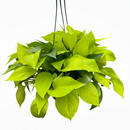 neon pothos, neon pothos care, neon pothos plant, neon pothos near me, epipremnum aureum neon, pothos plants, pothos plants for sale, pothos plants near me, Holiday houseplant decor ideas
