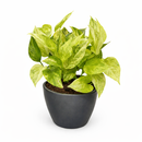 Pothos Neon Queen Lime green variegated houseplant for sale, Best trailing plants for bright light, fast-growing, hardy trailing plant for hanging baskets and beginners