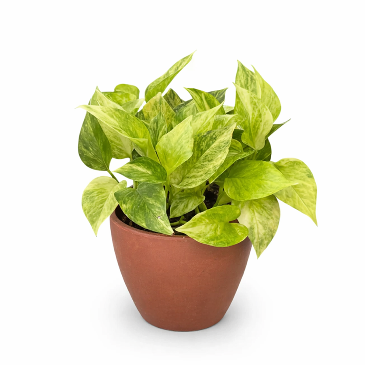 Pothos Neon Queen Lime green variegated houseplant for sale, Best trailing plants for bright light, fast-growing, hardy trailing plant for hanging baskets and beginners