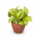 Pothos Neon Queen Lime green variegated houseplant for sale, Best trailing plants for bright light, fast-growing, hardy trailing plant for hanging baskets and beginners