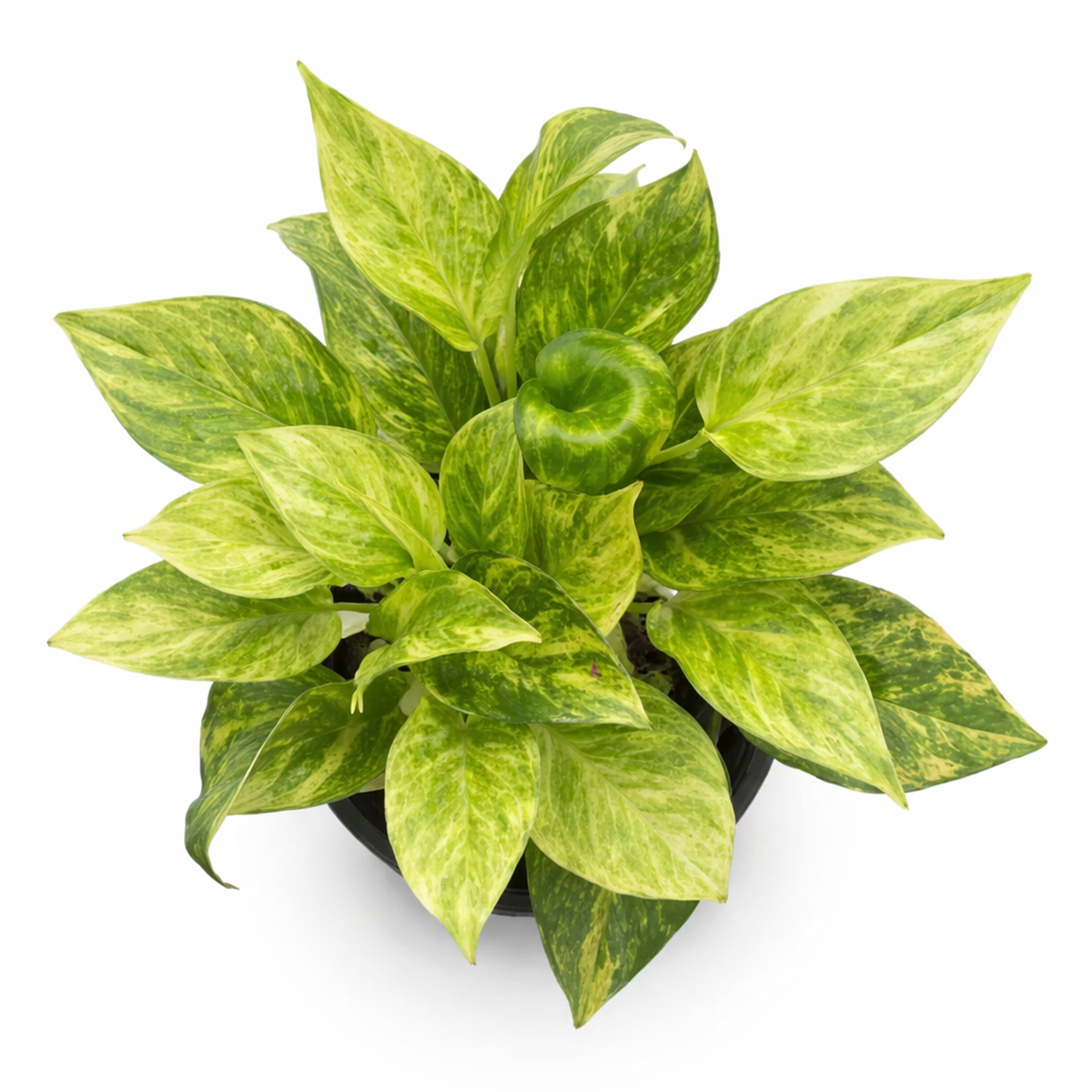 Pothos Neon Queen Lime green variegated houseplant for sale, Best trailing plants for bright light, fast-growing, hardy trailing plant for hanging baskets and beginners