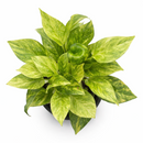 Pothos Neon Queen Lime green variegated houseplant for sale, Best trailing plants for bright light, fast-growing, hardy trailing plant for hanging baskets and beginners