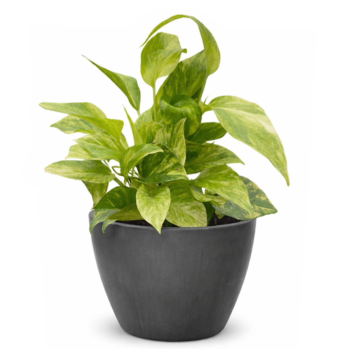 pothos neon queen Pothos ‘Neon Queen’ Houseplant