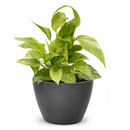 Pothos Neon Queen Lime green variegated houseplant for sale, Best trailing plants for bright light, fast-growing, hardy trailing plant for hanging baskets and beginners