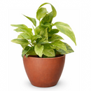 Pothos Neon Queen Lime green variegated houseplant for sale, Best trailing plants for bright light, fast-growing, hardy trailing plant for hanging baskets and beginners
