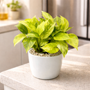 Pothos Neon Queen Lime green variegated houseplant for sale, Best trailing plants for bright light, fast-growing, hardy trailing plant for hanging baskets and beginners