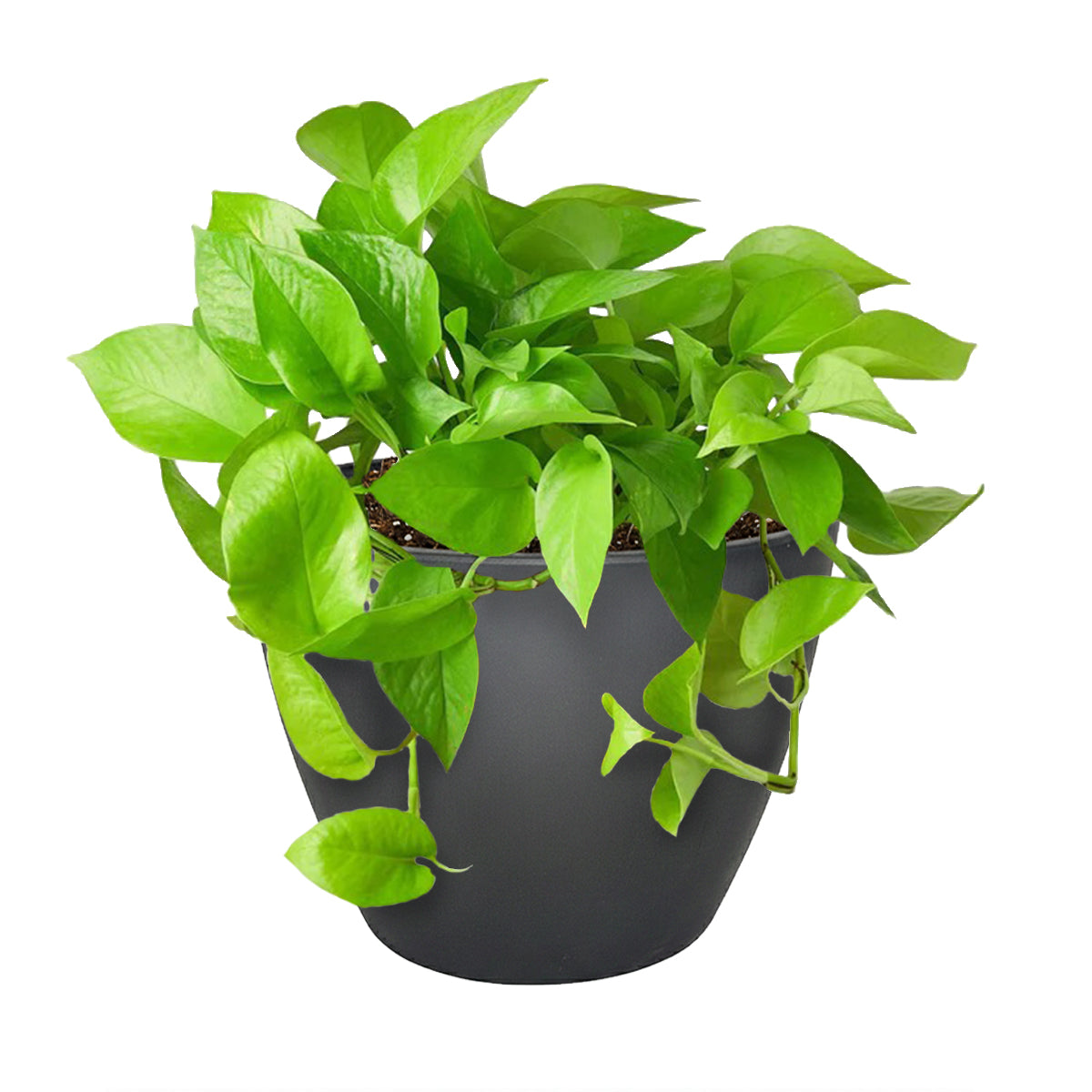 neon pothos, neon pothos care, neon pothos plant, neon pothos near me, epipremnum aureum neon, pothos plants, pothos plants for sale, pothos plants near me, Holiday houseplant decor ideas