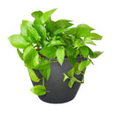 neon pothos, neon pothos care, neon pothos plant, neon pothos near me, epipremnum aureum neon, pothos plants, pothos plants for sale, pothos plants near me, Holiday houseplant decor ideas