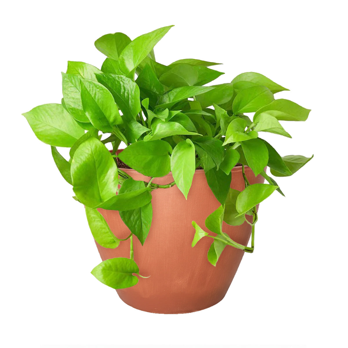 neon pothos, neon pothos care, neon pothos plant, neon pothos near me, epipremnum aureum neon, pothos plants, pothos plants for sale, pothos plants near me, Holiday houseplant decor ideas
