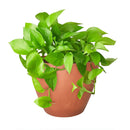 neon pothos, neon pothos care, neon pothos plant, neon pothos near me, epipremnum aureum neon, pothos plants, pothos plants for sale, pothos plants near me, Holiday houseplant decor ideas