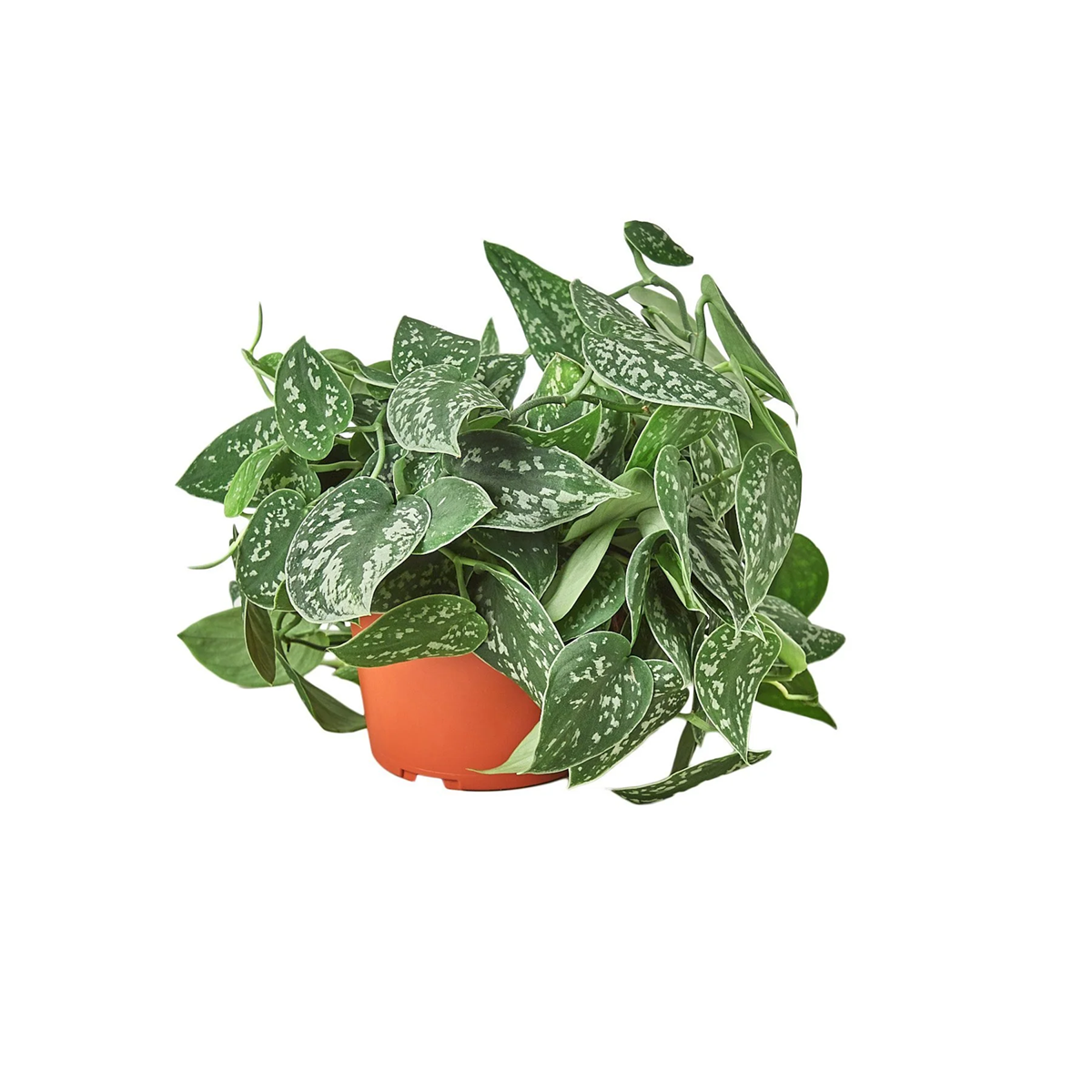Satin Pothos Scindapsus Pictus, vining evergreen plants with variegated foliage, easy to care for houseplant for beginner, heart-shaped pothos, plants for hanging baskets and tall planters, best place to buy indoor plants near me
