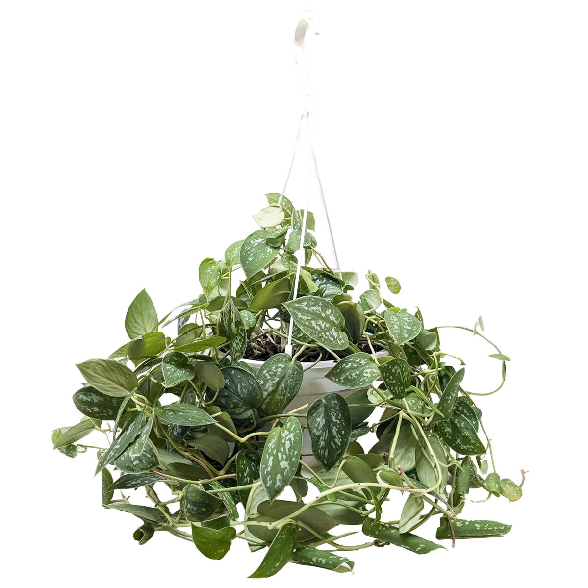 Satin Pothos Scindapsus Pictus, vining evergreen plants with variegated foliage, easy to care for houseplant for beginner, heart-shaped pothos, plants for hanging baskets and tall planters, best place to buy indoor plants near me
