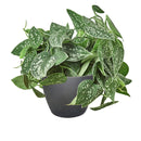 Satin Pothos Scindapsus Pictus, vining evergreen plants with variegated foliage, easy to care for houseplant for beginner, heart-shaped pothos, plants for hanging baskets and tall planters, best place to buy indoor plants near me
