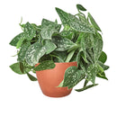Satin Pothos Scindapsus Pictus, vining evergreen plants with variegated foliage, easy to care for houseplant for beginner, heart-shaped pothos, plants for hanging baskets and tall planters, best place to buy indoor plants near me
