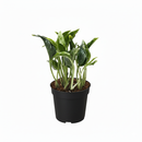 6 inch Pothos 'Shangri La', large pothos plants, easy to grow houseplants, best plants for beginners