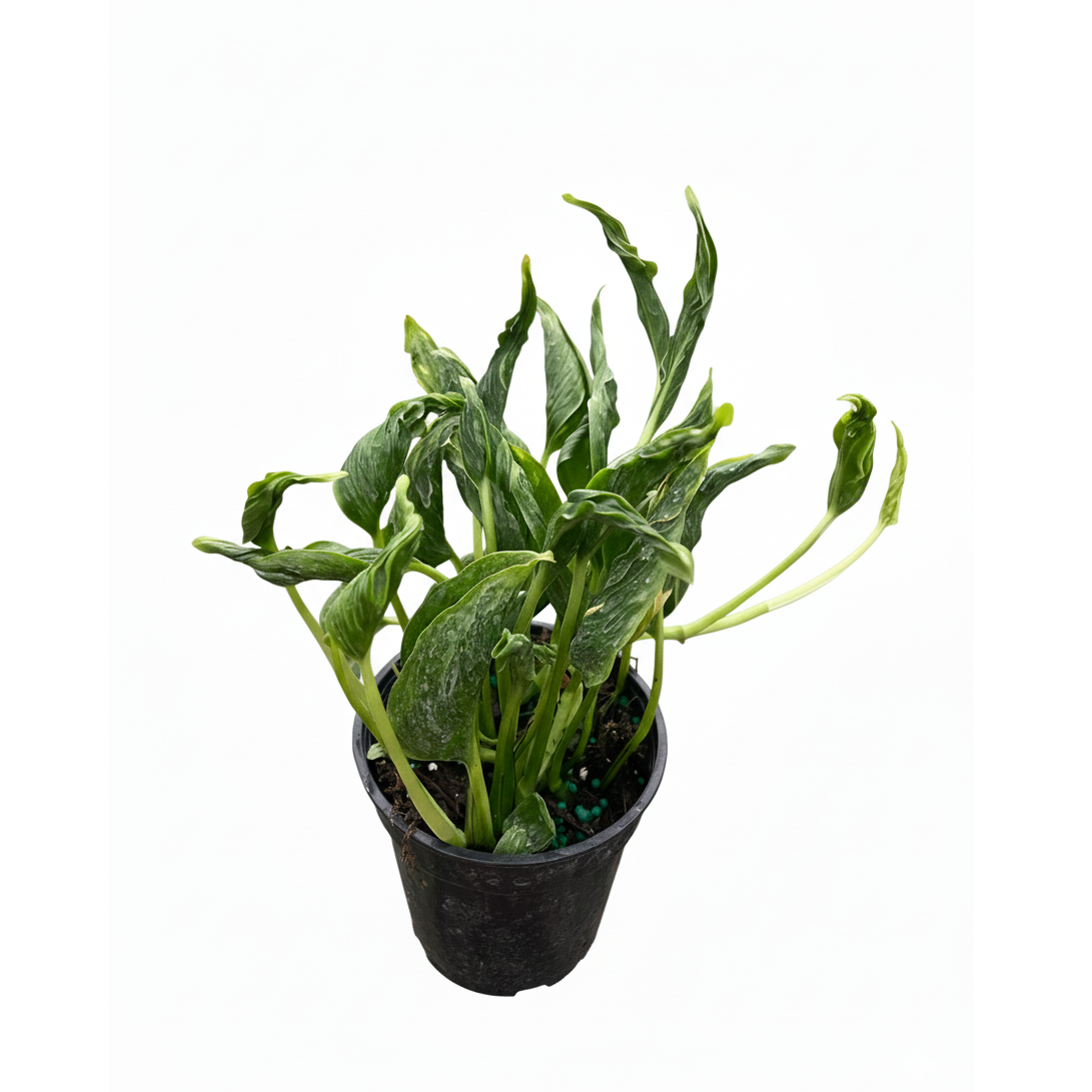 4 inch Pothos 'Shangri La', Pothos 'Shangri La' for sale, 4 inch tropical houseplants