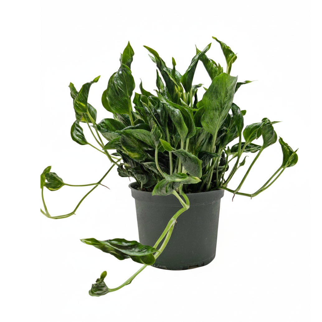 6 inch Pothos 'Shangri La', large pothos plants, easy to grow houseplants, best plants for beginners