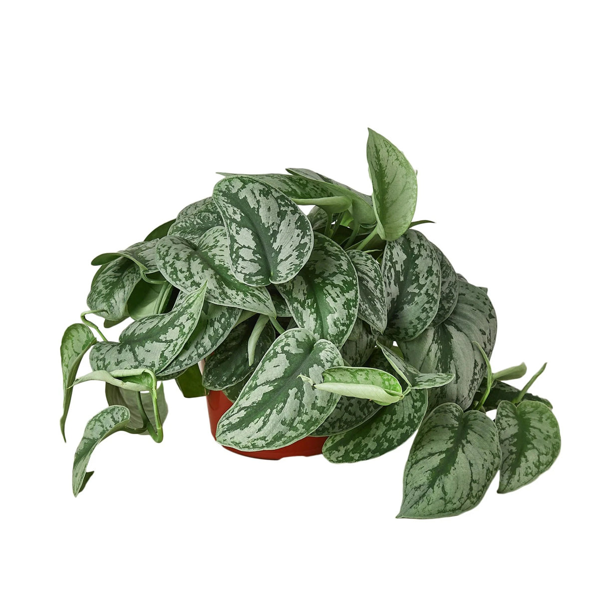 silver splash pothos, silver splash pothos vs satin pothos, silver splash pothos care, silver splash pothos for sale