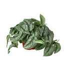 silver splash pothos, silver splash pothos vs satin pothos, silver splash pothos care, silver splash pothos for sale