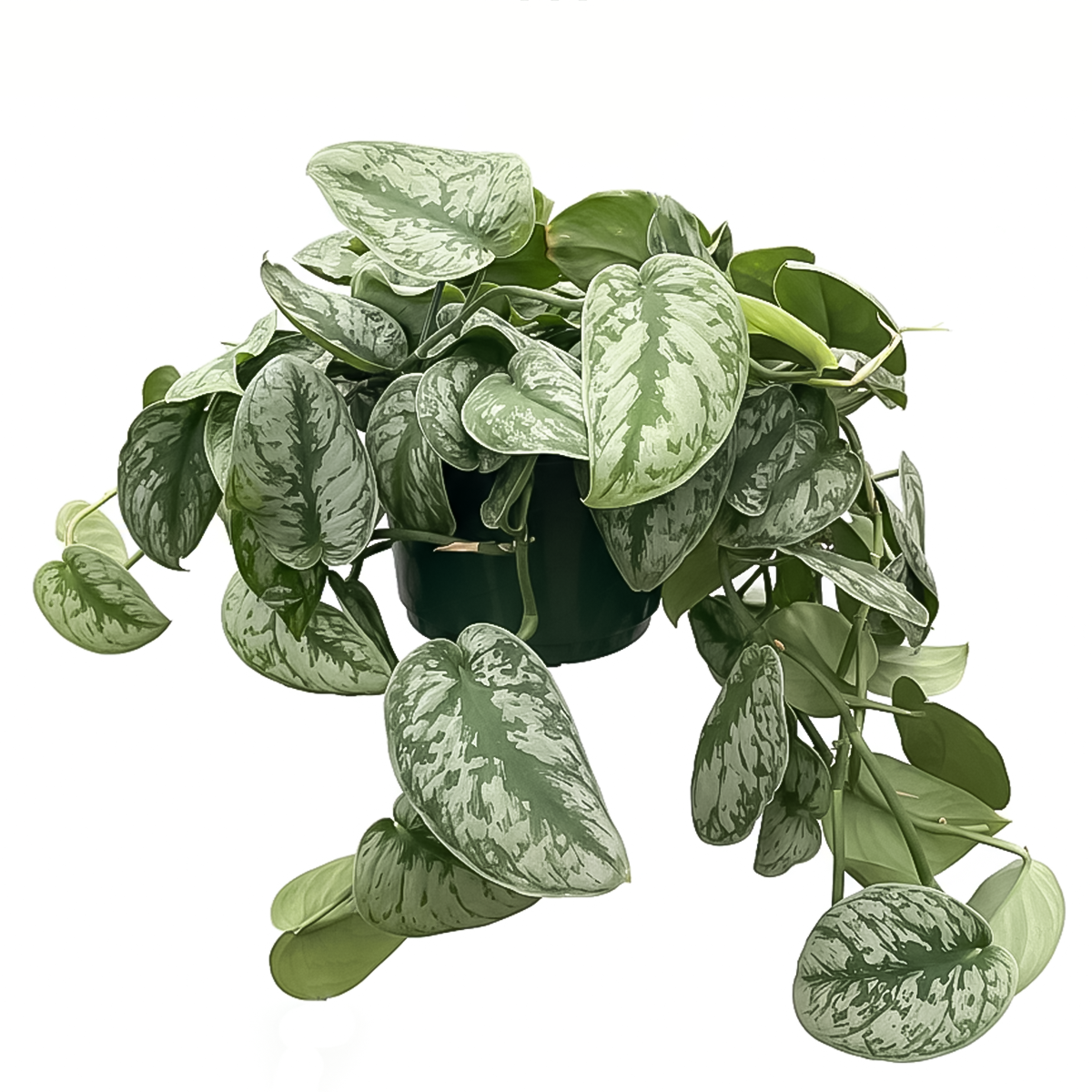 silver splash pothos, silver splash pothos vs satin pothos, silver splash pothos care, silver splash pothos for sale