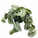 silver splash pothos, silver splash pothos vs satin pothos, silver splash pothos care, silver splash pothos for sale