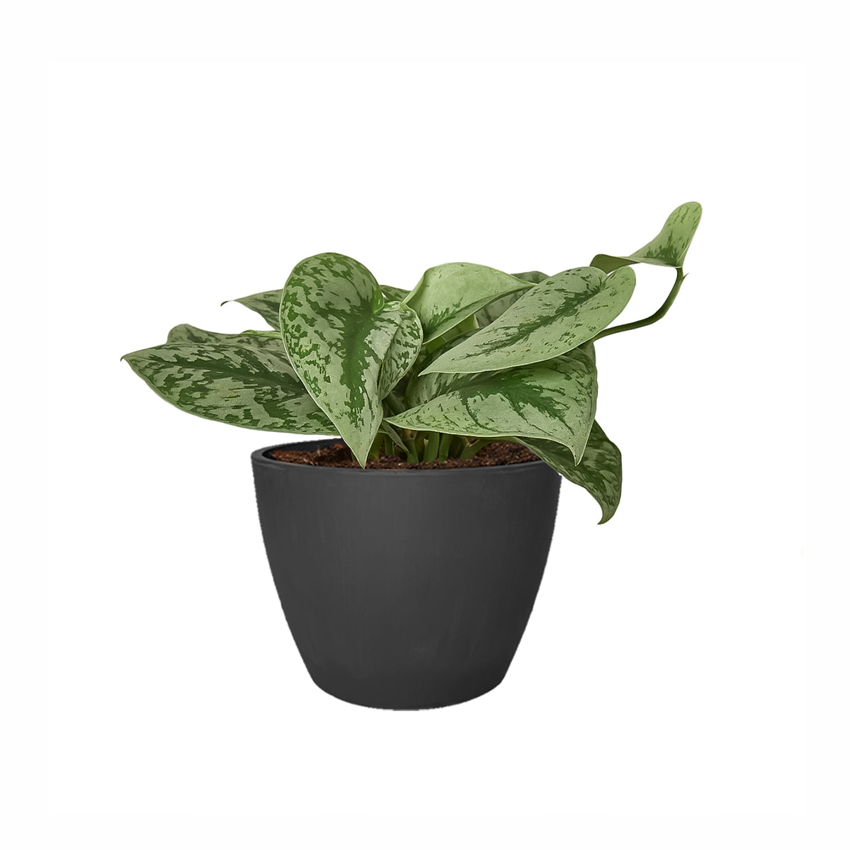 pothos silver splash care Silver Splash Pothos, Scindapsus Pictus ‘Exotica’