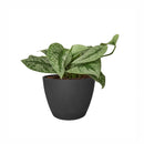 silver splash pothos, silver splash pothos vs satin pothos, silver splash pothos care, silver splash pothos for sale