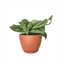 silver splash pothos, silver splash pothos vs satin pothos, silver splash pothos care, silver splash pothos for sale