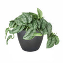 silver splash pothos, silver splash pothos vs satin pothos, silver splash pothos care, silver splash pothos for sale