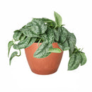 silver splash pothos, silver splash pothos vs satin pothos, silver splash pothos care, silver splash pothos for sale