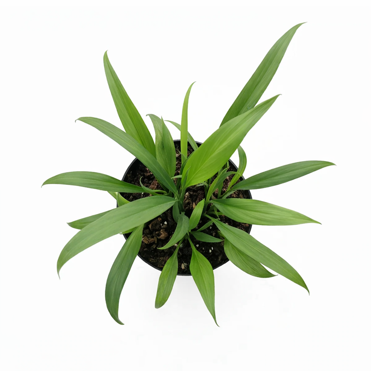 pothos amplissimum Pothos 'Silver Streak' (Epipremnum amplissimum) | Rare Silver-Veined Plant