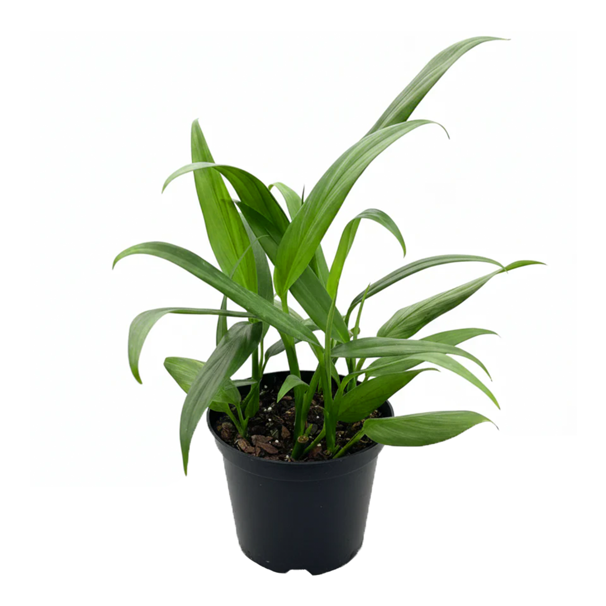 pothos silver streak Pothos 'Silver Streak' (Epipremnum amplissimum) | Rare Silver-Veined Plant