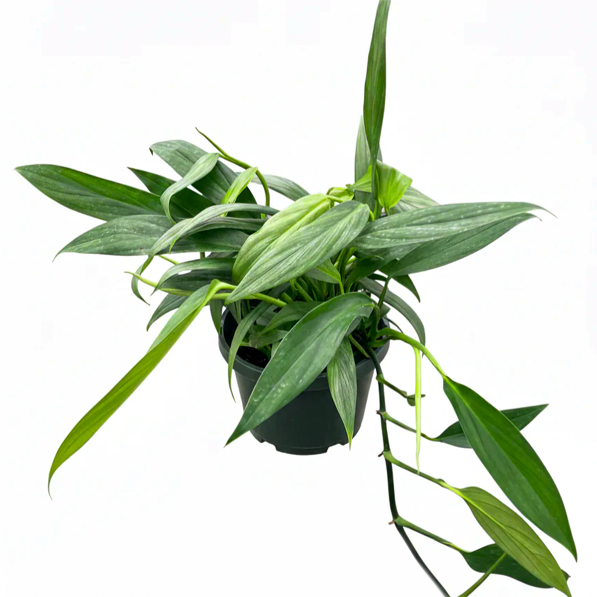 rare pothos plant Pothos 'Silver Streak' (Epipremnum amplissimum) | Rare Silver-Veined Plant