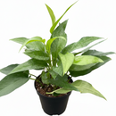 Dragon Tail Pothos variety, Skeleton Key Epipremnum care, Skeleton Key plant 6 inch grower pot for sale