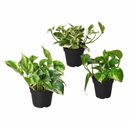 randomly selected Pothos varieties in 4-inch grower pots, easy care trailing plants, air purifying houseplants, 4 inch pothos, low light vines