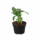 Calathea Orbifolia plant with round leaves and stunning silver-green stripes, pet-friendly, air-purifying plant for indoor garden