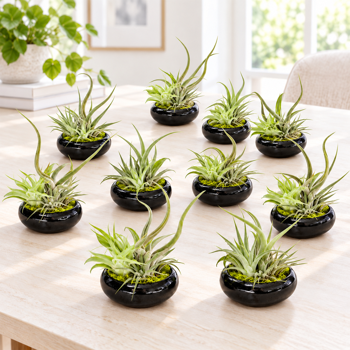 overhead view of ten small pre-assembled air plant dish gardens arranged in rows, each featuring a tillandsia in a decorative ceramic or glass container with natural accents, showcasing the variety of earth-tone vessels and living plants ready for gifting