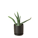 easy to care succulents, buy succulents online, plant shops in ca, indoor plants for sale