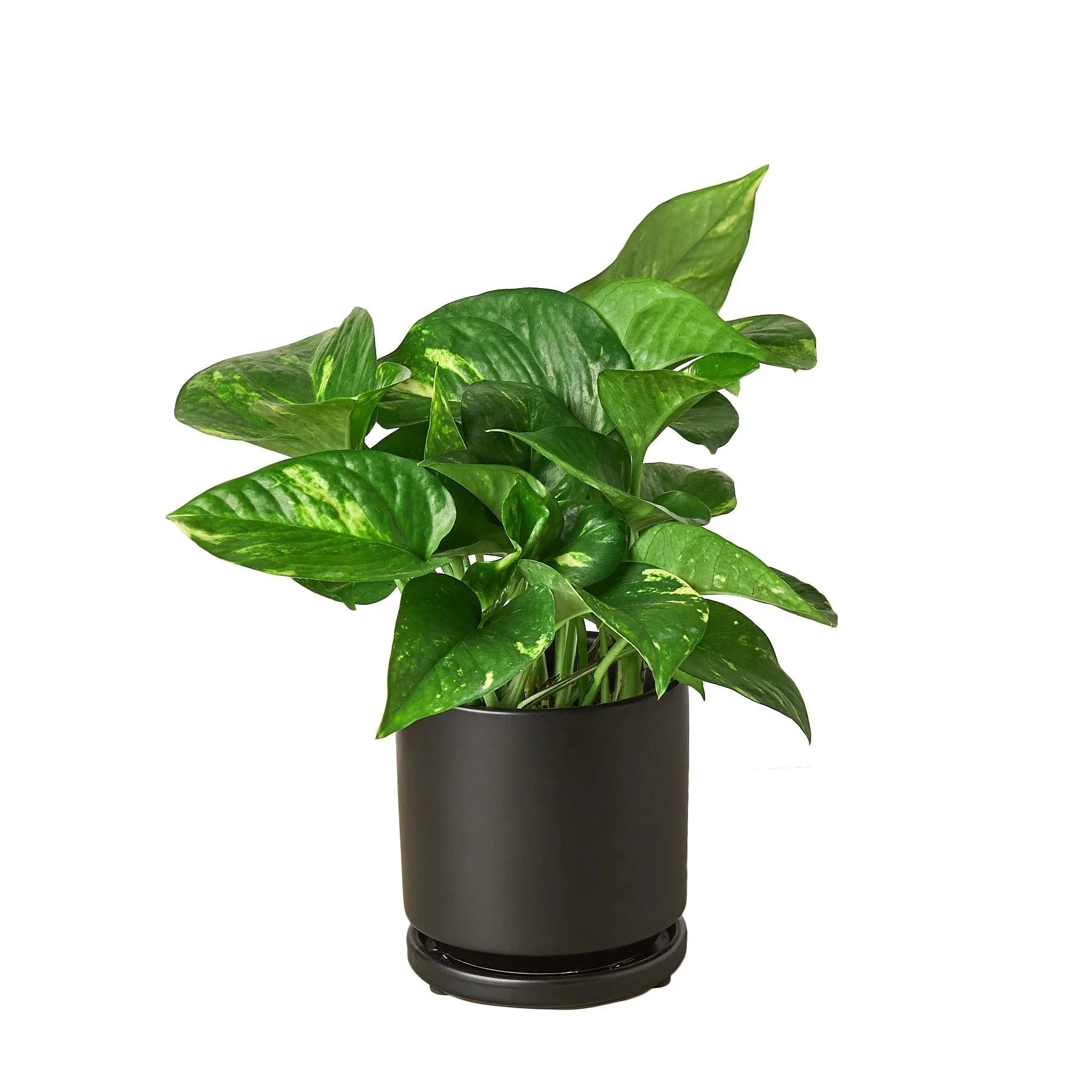 golden pothos good for air Golden Pothos Epipremnum aureum